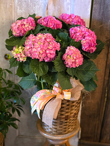 Mother's Day Flowers April's Flowers Franklin NC